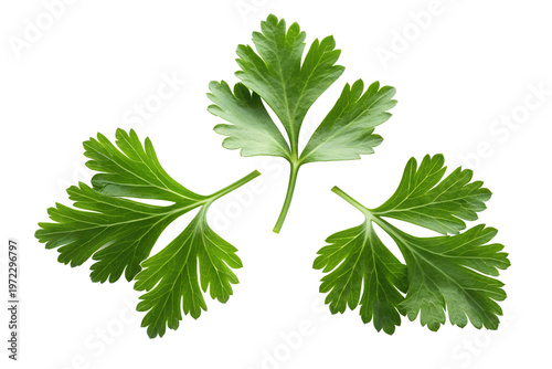 Fresh Green Parsley Leaves on White Background