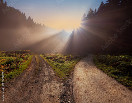 Two diverging paths in a misty forest illuminated by sun rays, symbolizing decision making, uncertainty, and choosing between different life directions.
