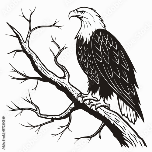 Bald eagle vector illustration, majestic bird of prey perched on a dry tree branch, black and white wildlife line art, american eagle mascot graphic