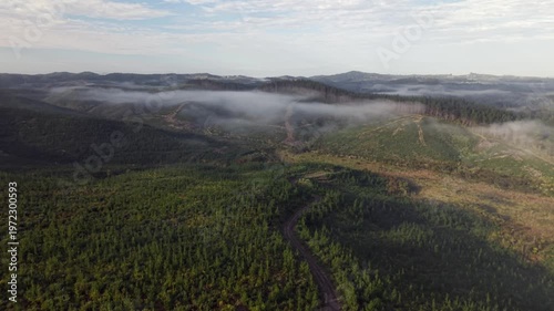 Aerial view of pine forest logging and regrowth with morning mist Northland New Zealand
