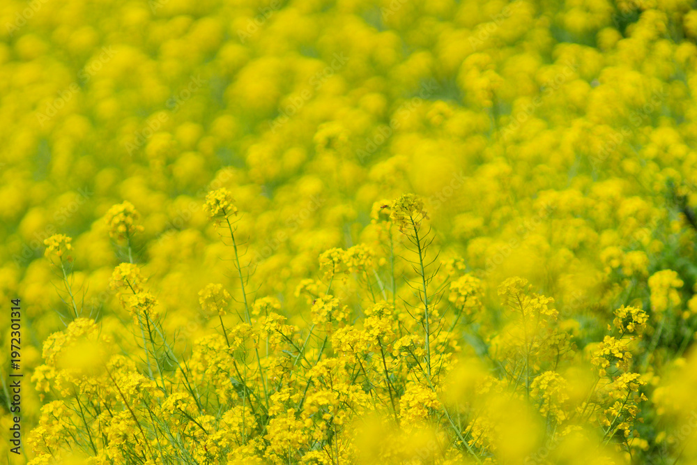 Obraz premium Field of Yellow Canola Flowers Covering the Landscape with Ample Copy Space in Spring, Japan