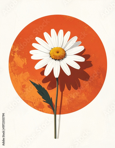 Stokrotka ilustracja