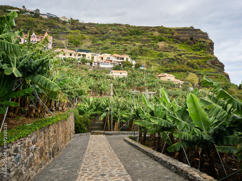 Fototapeta premium Madeira, Madera, Ilha da Madeira 