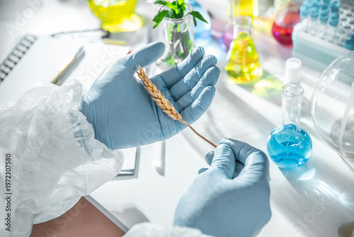Close-up of gloved scientist hands holding a wheat ear in an agricultural laboratory. Concept of crop science, agronomy research, plant genetics, food security and sustainable farming.