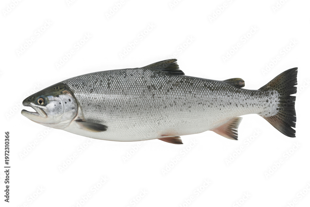 Obraz premium Isolated Pacific salmon fish for sale, a common commercial fish with nutritional values