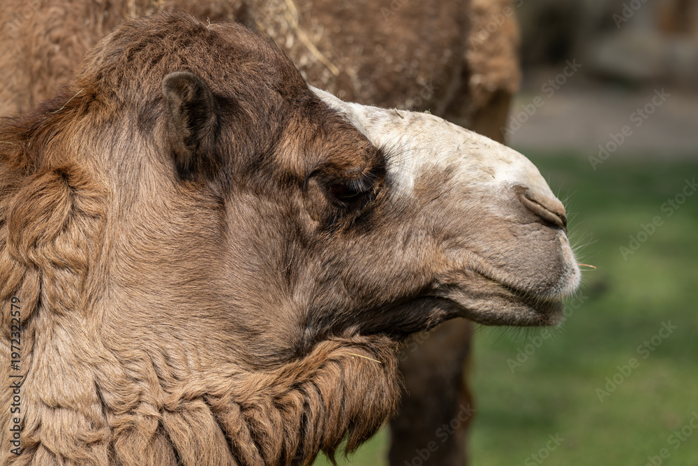 Fototapeta premium Close-up of a dromedary camel's head outdoors.