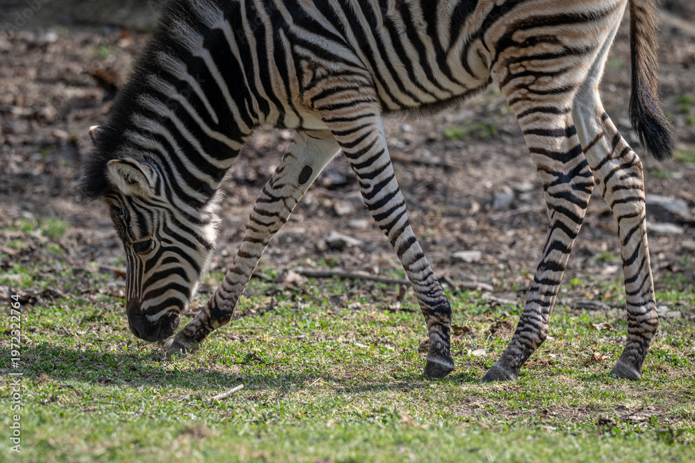 Obraz premium Female Chapman's zebra foal outdoors in nature.
