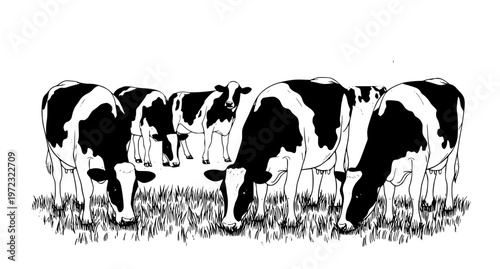 Hand-Drawn Cows Chewing Grass Vector Illustration – Dairy Farm