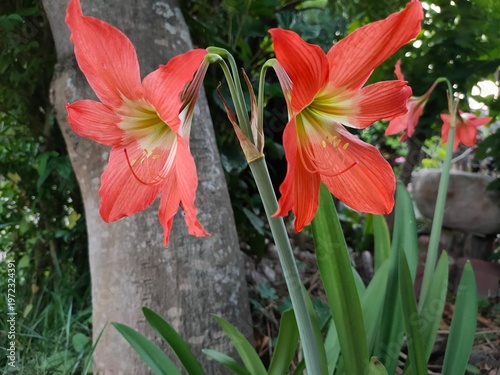 red and white tulips