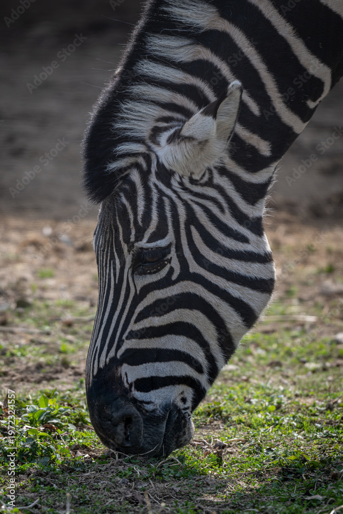 Fototapeta premium Close-up of a feeding Chapman's zebra's head outdoors in nature.