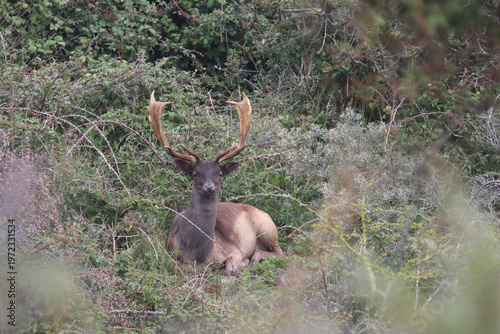 fallow deer (Dama dama)