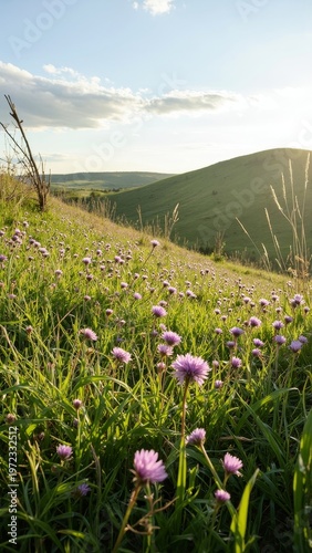 Springtime on a hillside, with carpets of purple wildflowers covering the grass.