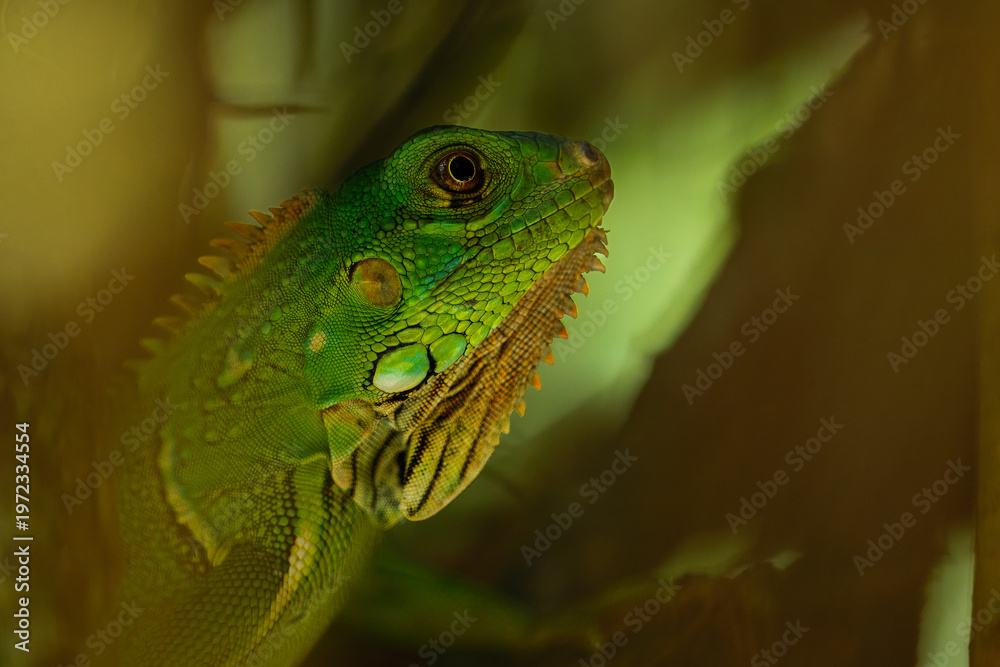 Obraz premium Extreme close-up of a juvenile Green Iguana (Iguana iguana) head, showing detailed scales, the subtympanic shield, and its bright orange eye in a tropical jungle setting.