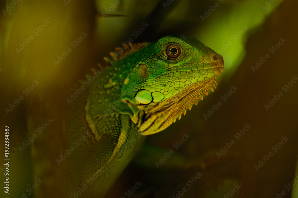 Fototapeta premium Extreme close-up of a juvenile Green Iguana (Iguana iguana) head, showing detailed scales, the subtympanic shield, and its bright orange eye in a tropical jungle setting.