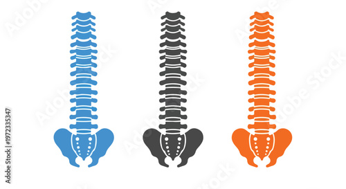 Three human spine anatomical diagrams in blue, black, and orange showing vertebrae and pelvic bone structure