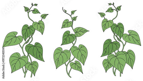 Vector CAD design of heart-shaped leaves on climbing plant vines
