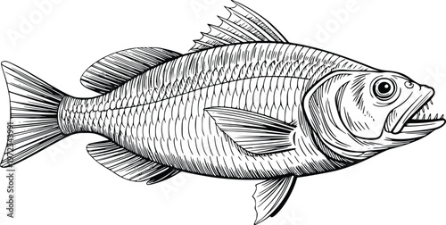 Detailed fish vector illustration showcasing realistic scales and fins in a hand drawn engraving style perfect for seafood menus fishing hobbyists or biological aquatic life educational.