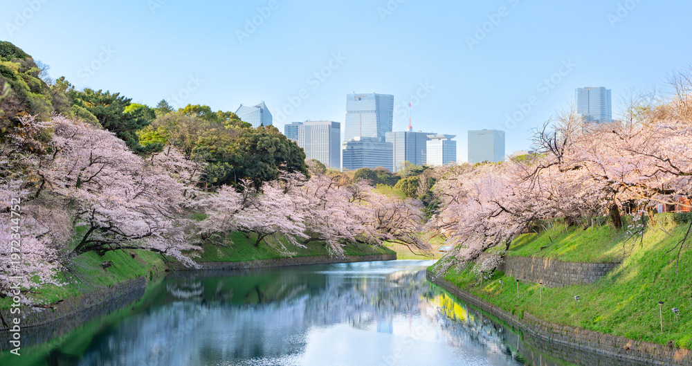 Fototapeta premium 千鳥ヶ淵 満開の桜 青空 東京 千代田区