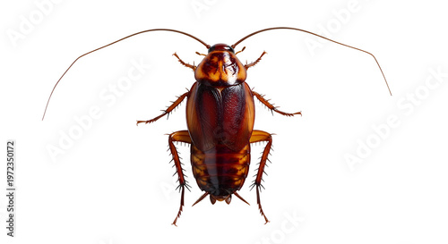 Cuadro en lienzo A close-up photograph of a cockroach on a black background
