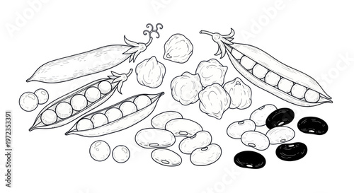 Hand-drawn Illustration of Peas, Chickpeas, and Beans Assortment