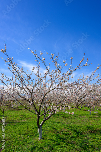 Apricot orchard in bloom with single tree standing out in grassy field under brig