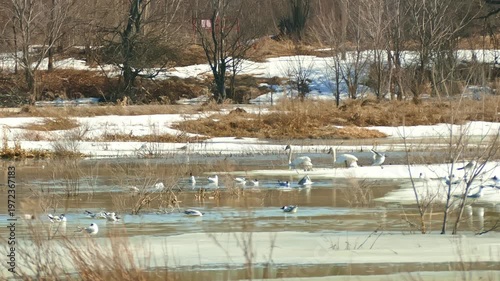 Swans and seagulls swimming in the meltwater of spring floodplain meadows.