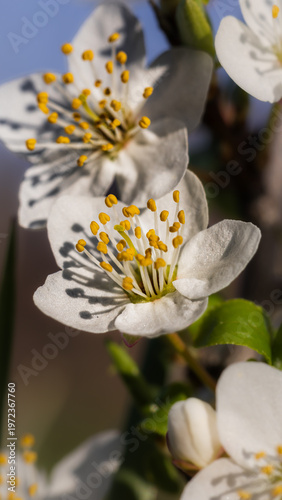 butterfly on a flower