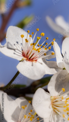 white magnolia flower