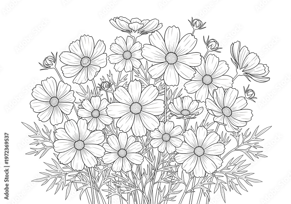 Fototapeta premium Cosmos flowers garden bouquet with multiple blooms and fine foliage coloring page