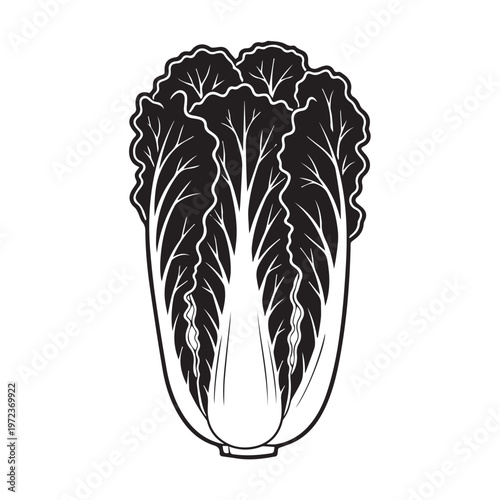 Napa Cabbage Outline Vector Illustration Isolated on White Background