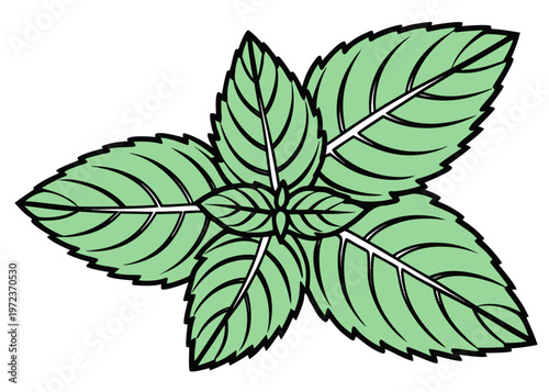 A cluster of fresh green mint leaves with serrated edges and vein patterns is arranged as a central sprig against a plain white background.
