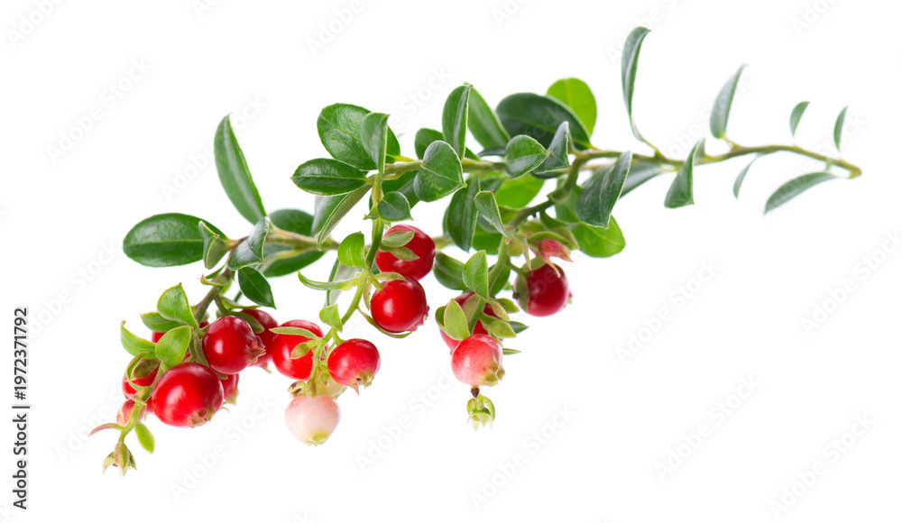 Obraz premium Fresh cowberry berries with leaves, isolated on white background. Ripe cranberry, cowberry, lingonberry. Clipping path.
