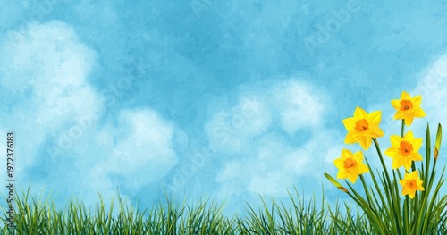 Spring Daffodils Bloom Under a Blue Sky with Fluffy Clouds.