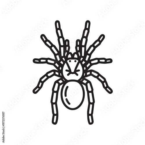 Tarantula Spider Line Art Illustration Isolated on White Background Top View