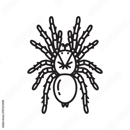 Tarantula spider graphic line art isolated on white background Arachnid creature illustration