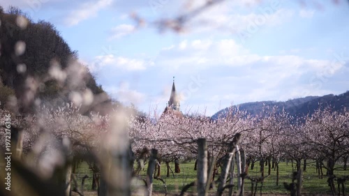 Blooming Apricot Trees in the Wachau Valley in Austria. Soft spring sunlight on white blossoms in a rural orchard