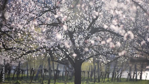 Blooming Apricot Trees in the Wachau Valley in Austria. Soft spring sunlight on white blossoms in a rural orchard