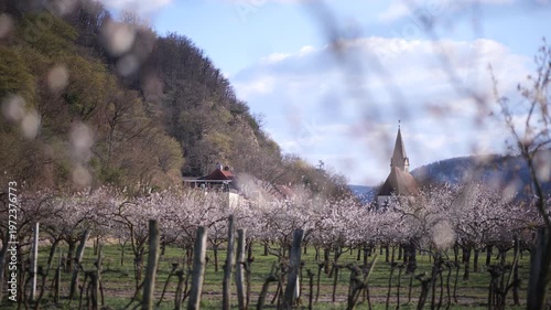 Blooming Apricot Trees in the Wachau Valley in Austria. Soft spring sunlight on white blossoms in a rural orchard