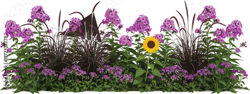 Horizontal Garden Flower Bed Featuring Vibrant Purple Phlox and a Single Yellow Sunflower With Tall Ornamental Grasses Isolated on White Background for Landscaping Design