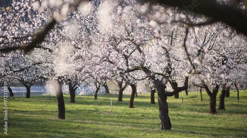 Blooming Apricot Trees in the Wachau Valley in Austria. Soft spring sunlight on white blossoms in a rural orchard