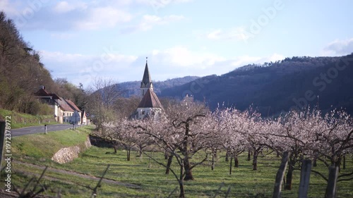 Blooming Apricot Trees in the Wachau Valley in Austria. Soft spring sunlight on white blossoms in a rural orchard