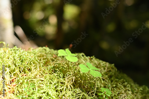 Climbing Mount Kobushigatake, Chichibu, Japan