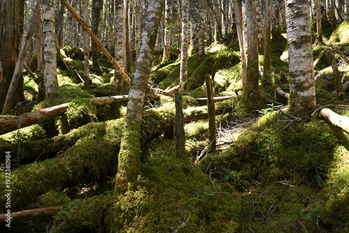 Climbing Mount Kobushigatake, Chichibu, Japan