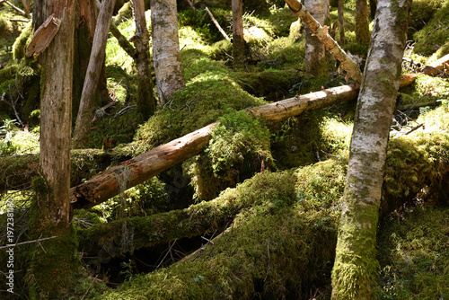 Climbing Mount Kobushigatake, Chichibu, Japan