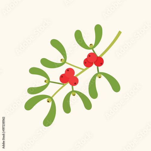 Mistletoe Leaves and Red Berries Closeup.