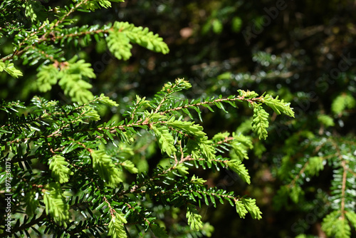 Climbing Mount Kobushigatake, Chichibu, Japan