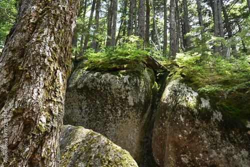 Climbing Mount Kobushigatake, Chichibu, Japan