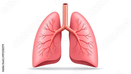 Detailed anatomical illustration of the human respiratory system.