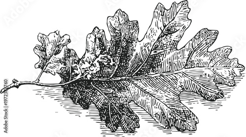 Detailed black and white ink drawing of an oak leaf with veins and texture