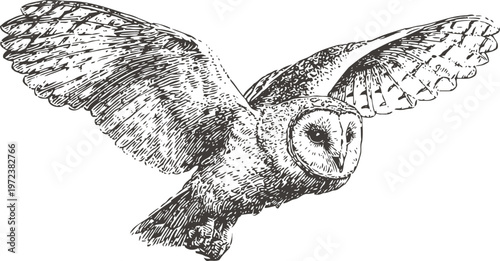 Detailed engraving of a barn owl flying with outstretched wings in black and white